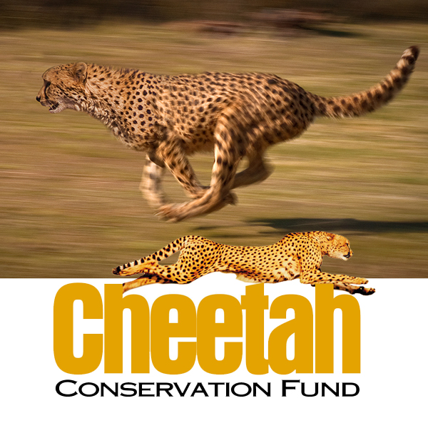 Cheetahs